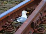 Die Möwen im Bahnhof von Puttgarden suchen sich recht ungewöhnliche Nistplätze aus. 
Sie machen dem Namen der Strecke alle Ehre, es ist schließlich die Vogelfluglinie. Diese sitzt an einer Weiche auf ihrem Nest, die mehrmals täglich von den Zügen befahren wird die auf bzw von der Fähre fahren.