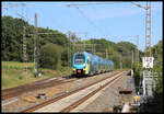 Westfalenbahn ET 606 ist hier am 7.9.2024 um 15.37 Uhr auf der RE 60 in Westerkappeln - Velpe unterwegs nach Rheine.