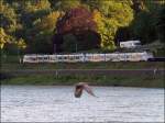 Whrend dieser Siemens Desiro ML am Rheinufer entlang fhrt,wollte die Ente   unbedingt mit aufs Foto.