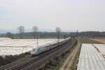 Tz 9024 Grüner Streifen  mit dem ICE 278 (Interlaken Ost-Hamburg Altona) in Hecklingen (06.04.23)
