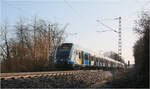 Vorbeifahrt I - 

... eines Vollzuges auf der Stuttgarter S-Bahnline S2 bei Rommelshausen. gebildet aus zwei Zügen der Baureihe 430 der neuen Serie. 

Gesamtansicht.

14.02.2023 (M)