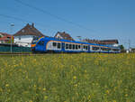 Der Raps geht, der Sommer kommt. Während der Raps langsam verblühte, erreichte 428 530 als RB 24229 am 28.05.2023 den Haltepunkt Ludwigsau-Friedlos. 