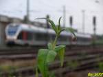 Die  unscharfe  RB 40 Ruhr-Lenne-Bahn (Hagen-Essen) hat soeben den Wittener Hbf verlassen.