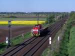 10.05.08 Eine Lok der AkN ist mit einem Rungenwagen auf dem Weg nach Hamburg und hat grade das Dorf Sagehorn passiert.