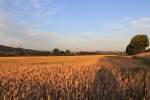 Sommerliche Abendstimmung bei Strahlshausen.