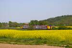 HLB Alstom Coradia Continental 1440 xxx im Mittelhessennetz bei Nidderau am 01.05.24 