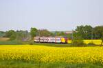 HLB Alstom Coradia Continental 1440 xxx im Mittelhessennetz bei Nidderau am 01.05.24