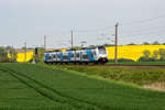 ODEG Triebwagen 4746 304 auf der Fahrt von Sassnitz nach Stralsund zwischen Korn-und Rapsfeld.