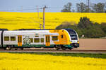 ODEG Triebwagen als RE 9 bei Mukran nach Sassnitz zwischen knallgelben Rapsfeldern. - 12.05.2023