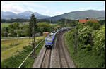 Bei Ufering legt sich eine BRB Doppel Einheit m 27.5.2022 um 9.50 Uhr auf der Fahrt nach Salzburg in die Kurve.