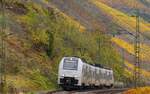 Am Bopparder Hamm entlang fährt der Transregio-460 006-0 am 16.11.2024 von Koblenz nach Mainz (Standort: am Bahnübergang)