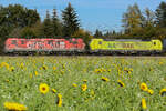 193 555 und 193 559 von TXL in bunten Farben zusammen mit dem herbstlichen Sonnenblumenfeld bei Eglharting am 16.10.2024.