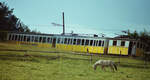 Das Pferd im Vordergrund war vom Zug der Wendelsteinbahn mit Zahnradlok Nr.3 unbeeindruckt.
Sommer 1984