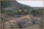 Auch Kamele haben Respekt vor dem Dampfross und machen sich aus dem Staub. (30.10.2008)