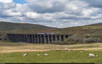 Northern 158 / Ribblehead Viaduct, 27. April 2024<br>
Leeds - Carlisle