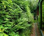 Die Strecke der Welshpool and Llanfair Light Railway ist sehr steigungsreich und weist viele enge Kurven auf, wie hier in typisch walisischer Landschaft beim langen Abstieg nach Welshpool, 12.Juli 2012.