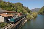 Dreiteilig, an der Spitze der ALn 668 3197, dann ein Aln 663 in der Mitte und am Schluss der Aln 663 1123 als Regionalzug 6966 auf dem Weg nach Piazza al Serchio kurz nach dem Halt in Borgo a Mozzano. 

20. April 2015