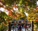 Herbst in den Tempeln von Kamakura.