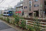 Tôkyô Strassenbahn, Serie 8900: der blaue Wagen 8903 inmitten der schönen Bepflanzung mit Rosen in Arakawa Shako-mae (Betriebshof Arakawa). 18.November 2024 