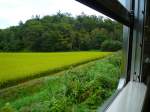 Rumoi-Linie, Hokkaidô-Westküste: Die Fahrt im Triebwagen KIHA54 527 führt im August durch üppig-grüne Reisfelder, fast bereit zur Ernte.