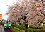 Lokalverkehr auf Shikoku - der Nordosten: Triebwagen Serie JR Shikoku 1500, Nr. 1509 in Hanoura, 3.April 2015. 
