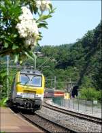 Es muss nicht immer Ginster sein! Auch mit diesen weien Blten im Bahnhof von Kautenbach sieht E-Lok 3003 mit ihren belgischen Wagen gut aus.