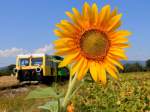 Am 3.August 2013 blühten die Sonnenblumen im Stainztal prächtig. SKL X626.205 mit einem Fotogüterzug.