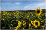 An Sonnenblumenfeldern vorbei, rollt  Eberhard  52.4984.