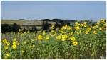 Vorbei an einem Sonnenblumenfeld nahe Schwarzenau, zieht die MLV Dampflok 92.2271 den Morgenzug zum Kruterfest in Richtung Schwarzenau.