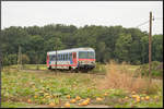 Einige Plutza gibt es noch , die Ernte ist allerdings in vollem Gange. 
14.September 2019 entlang der Radkersburger Bahn. 