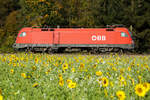  1116 173 am 16.10.2024 als Lz bei Eglharting mit den schönen Sonnenblumen im Vordergrund. 