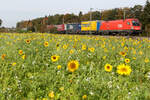 1116 412 mit bunten Lkw Anhängern in die herbstliche Landschaft minenkombiniert am 19.10.204 bei Eglharting.