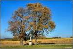 Goldener Oktober im Burgenland: Auf der Gysev-Strecke Ebenfurt-Sopron begegnet mir diese Ente beim Bildstock vor Mllendorf, 17.10.2011