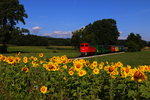 Noch einmal weil sie gar so schön Blühen. MK48.2019 mit einem Sonderzug am Morgen des 23.07.2016 bei Neudorf im Stainztal. 