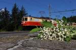 Am 26.6.2023 stehen die 1099.11 und die 1099.14 im Bahnhof Gösing und warten die Kreuzung mit einem Planzug ab.
Die beiden über 100 Jahre alte legendären Schmalspurtriebfahrzeuge befinden sich im besten Zustand technisch sowie äußerlich und mit den passenden Wagen kam bei der organisierten Fotofahrt von  Tanago  wieder ein bisschen Flair von vor 30 Jahren rüber.