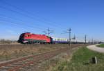 1116 224 heuer zum ersten Mal unterwegs mit Rex 5916  Erlebniszug Radexpress Donau  bei Hrsching am 3. April 2010. Leider war der Zug ist nicht mit dem  Kyoto Taurus  unterwegs, welcher noch gestern im Lokfinder eingeplant war. 