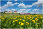 Eine Armee von Butterblumen säumen den Weg dieses GTW´s im  Gussendorf-Bogen  an diesem strahlenden 30.04.2020