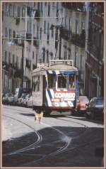 Da staunt sogar der Hund ber die unglaubliche Steilheit der Linie 12 in Lissabons Altstadt. (Archiv 06/92)