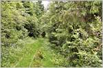 Eine Motorsäge gehört zur Ausrüstung der Waldbahnmannschaft. Die Vegetation nimmt hier schnell überhand und das Trasse ist kaum auszumachen.Standort der Aufnahme 5km hinter Comandau. (15.06.2017)