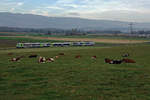 BLS: Ruhende Kühe während ihrer Mittagspause.
Regionalzug auf der Fahrt nach Kerzers mit einem RBDe 565-Pendel am 21. Oktober 2017 bei Kallnach.
Foto: Walter Ruetsch