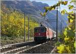 Kurz nach Varzo schiebt die SBB Re 4/4 II 11193 ihren IR 3317 von Brig nach Domodossola durch das herbstliche Val Divero.