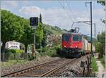 Die SBB Re 4/4 II 11294 (Re 420 294-1)  Zirkus Knie  ist mit einem Güterzug bei Ligerz in Richtung Neuchâtel unterwegs.