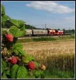 Rote Beeren-Grne Lok.