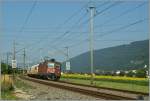 Noch einmal ein Blick auf das Sonnenblumenfeld und im Hintergrund den Jura und Pieterlen.
Eine Re 4/4 II eilt mit einem Kühlwagenzug ostwärts.
23.07.2013