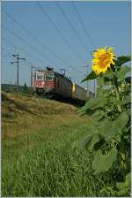 Die rote Re 4/4 II 11287 mit ihren gelben Postwagen passt perfekt zur aufgeblhten Sonnenblume.