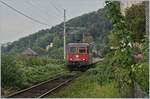 Aller Trockenheit zum Trotz: es blüht und grünt in Bregenz, dass die SBB Re 421 383-1 mit ihrem EC von München nach Zürich nur mit Mühe die Schienen findet.