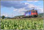 Im Tabakfeld zu Ltzelsachsen wurde am 16.08.2007 die 421 390 mit ihrem Gterzug verhaftet.