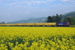 SBB: Postzug in zu den Postcontainern passenden Umgebung bei Niederbipp mit einer Re 421 auf der Fahrt nach Härkingen am 3.