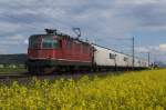 Re 4/4 III 11368 verlsst am 4.5.12 Dottikon-Dintikon mit einem kurzen Gterzug Richtung Hendschiken.