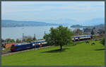 Der DPZ 450 015  Erlenbach  rollt am Ufer des Zürichsees vorbei durch die Wiesen bei Horgen Oberdorf.